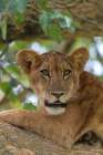 Africa, Uganda, Ishasha, Queen Elizabeth National Park. Lioness in tree, resting on branch. Art Print